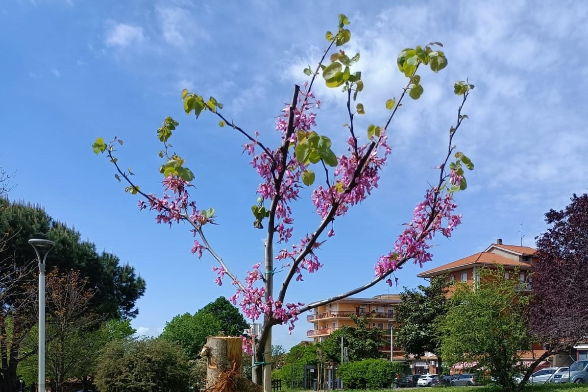 Riqualificazione verde urbano a Genzano di Roma: Nuove piantumazioni in via Napoli e nel Parco ‘Donatori del Sangue’