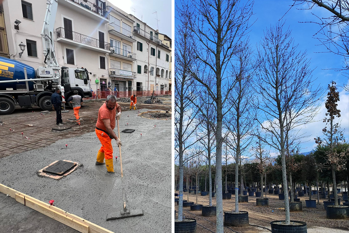 Riqualificazione di Piazza Carducci ad Albano Laziale: oggi la messa a dimora dei nuovi alberi