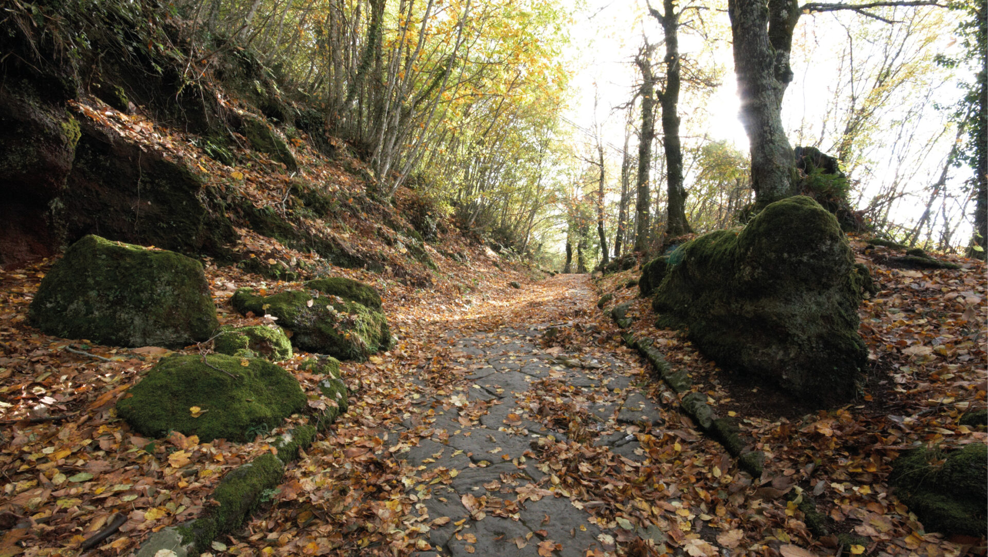 Sentiero della Via Sacra coperto di foglie autunnali, parte del percorso della Mangialonga 2024 a Rocca di Papa.