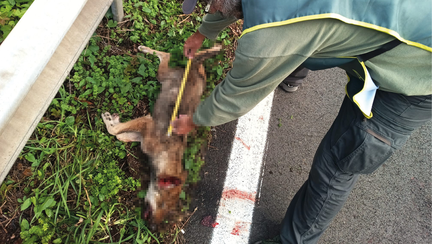 Un agente delle Guardie Zoofile misura un giovane lupo investito, trovato morto sul ciglio della strada SR 218 nel Parco dei Castelli Romani. Il corpo dell'animale è visibilmente danneggiato dall'impatto.