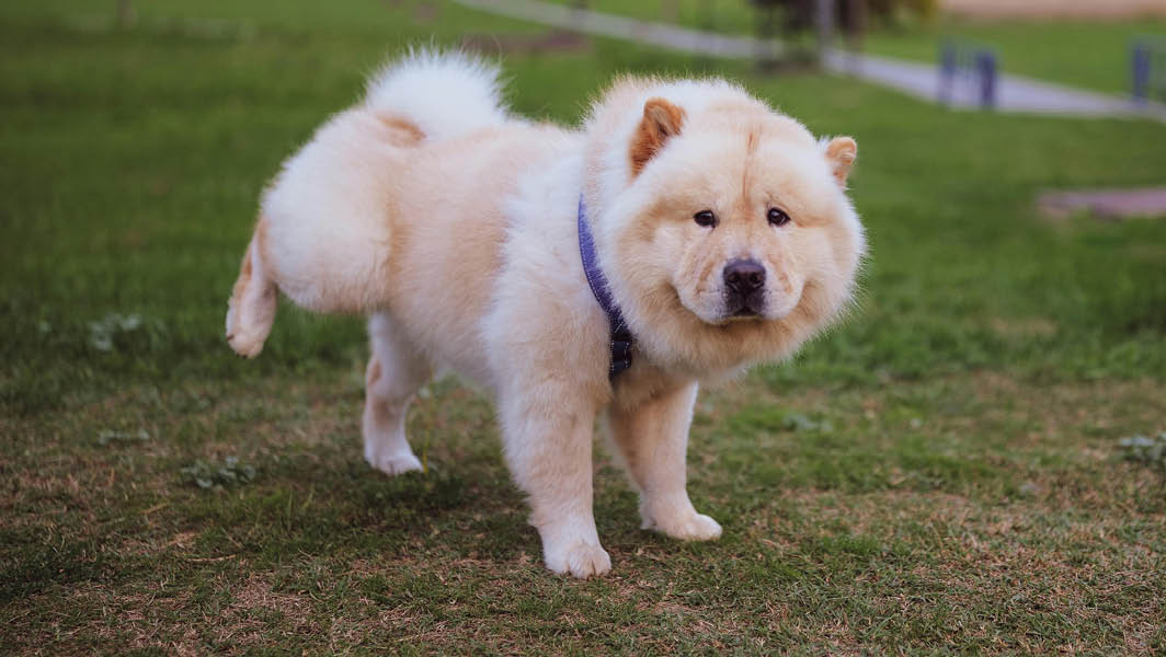 Monte Compatri ordinanza deiezioni canine