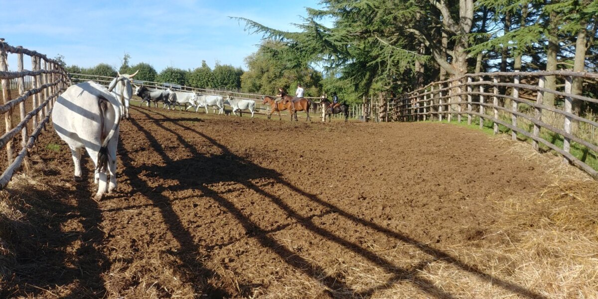 Allevamento di bovini e cavalli in un recinto a Giulianello, con recinzione in legno e alberi sullo sfondo.