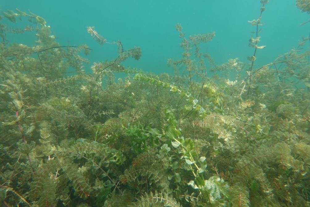 Prateria sommersa del lago Albano