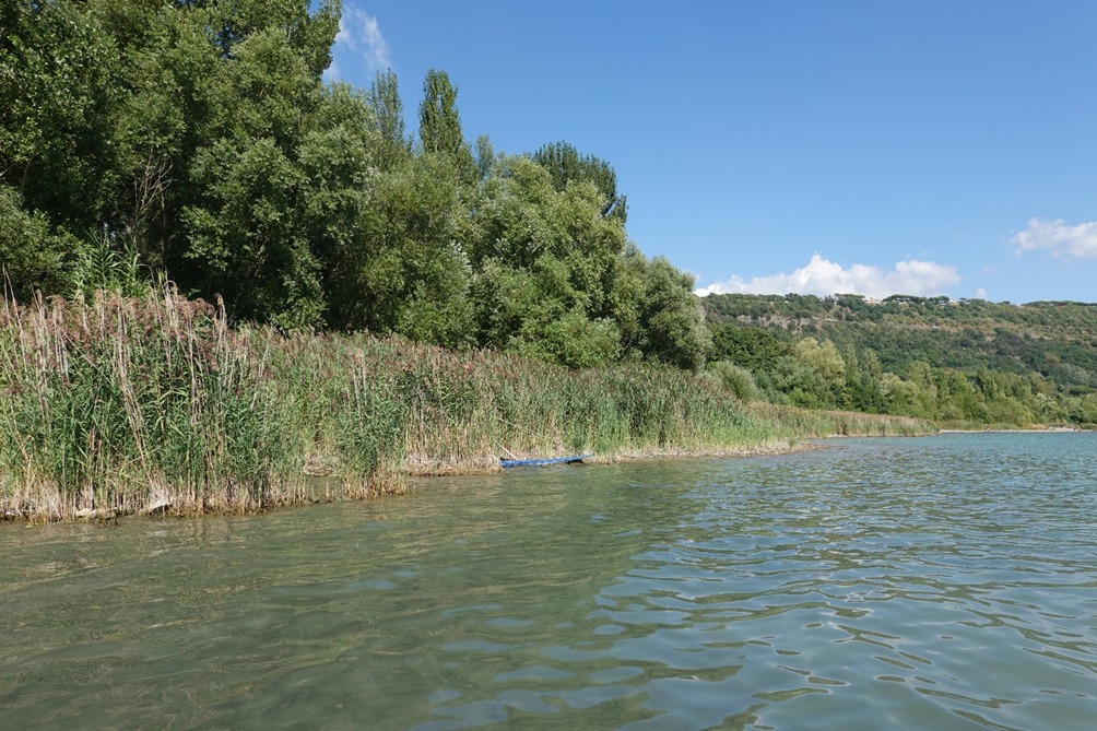 La rigogliosa vegetazione ripariale che occupa ora le rive del lago Albano nel settore nord-occidentale a seguito dell’abbassamento e del conseguente arretramento delle acque.