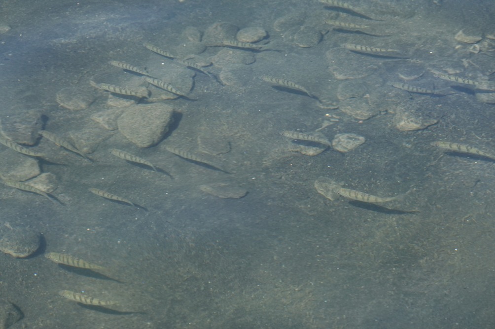 Un banco di persici reali ripresi nel 2020 nel lago Albano, frutto probabilmente di una immissione illegale. Sono evidenti i fondali privi di vegetazione acquatica.