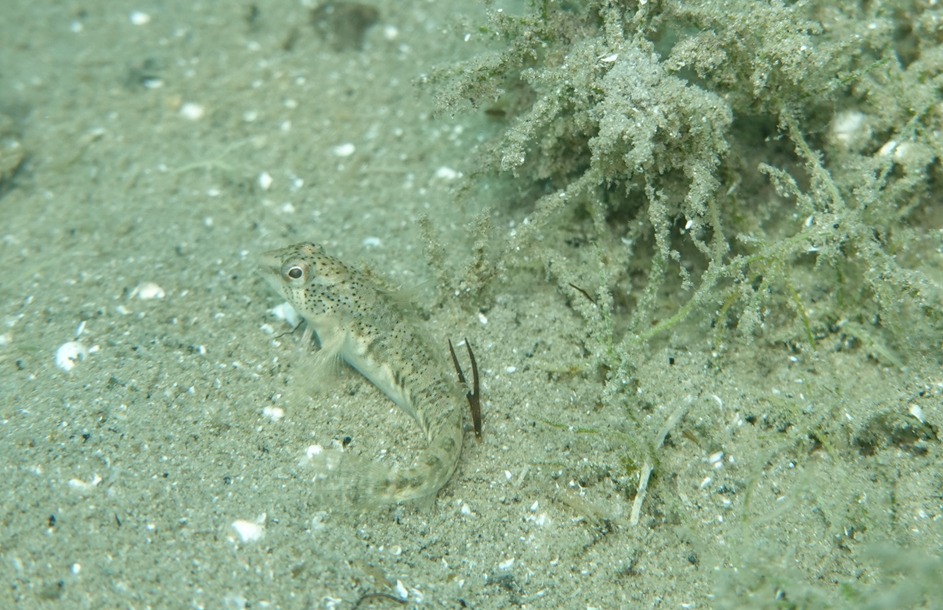 Un banco di persici reali ripresi nel 2020 nel lago Albano, frutto probabilmente di una immissione illegale. Sono evidenti i fondali privi di vegetazione acquatica.