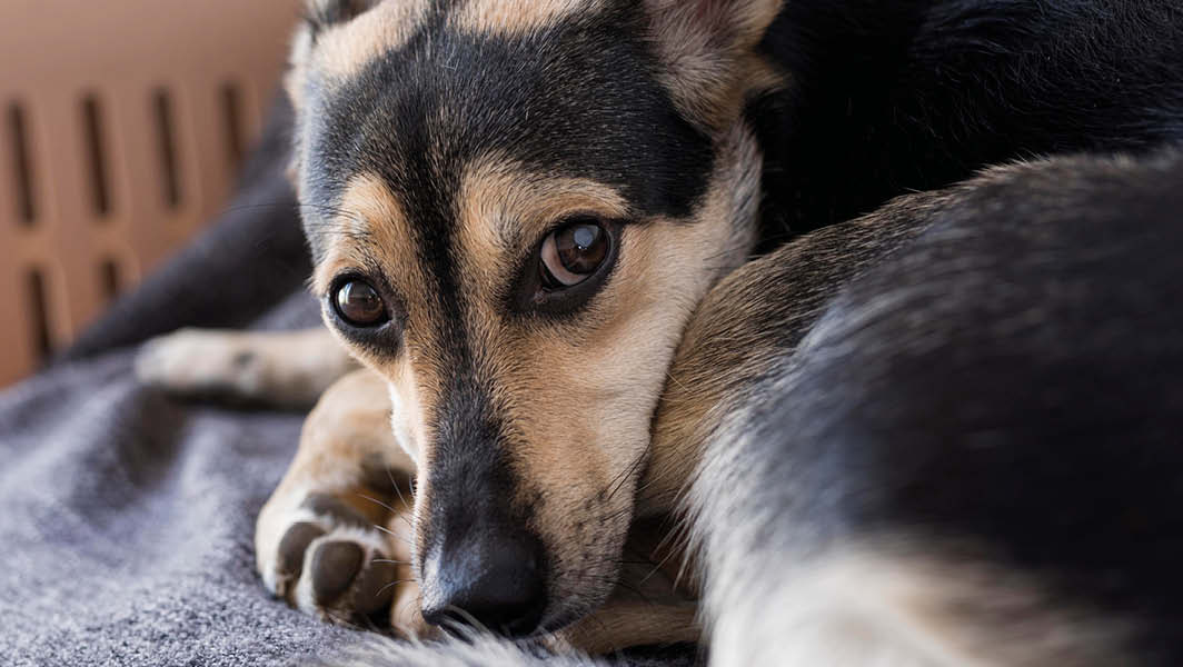 Primo piano di un cane dal pelo corto, visibilmente spaventato e rannicchiato su sé stesso, che guarda direttamente verso l'obiettivo con occhi grandi e lucidi. Il cane ha una colorazione marrone chiaro e nero. L'immagine è di repertorio e non raffigura alcuno dei cani salvati a Velletri.