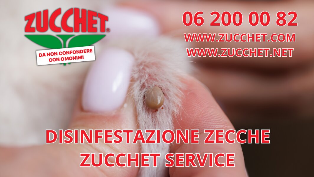 Primo piano di una zecca su un animale domestico, con il logo di Zucchet Service e informazioni di contatto per il servizio di disinfestazione