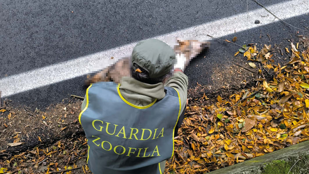 Guardia zoofila dei Castelli Romani accanto al corpo di un giovane lupo investito su una strada del parco