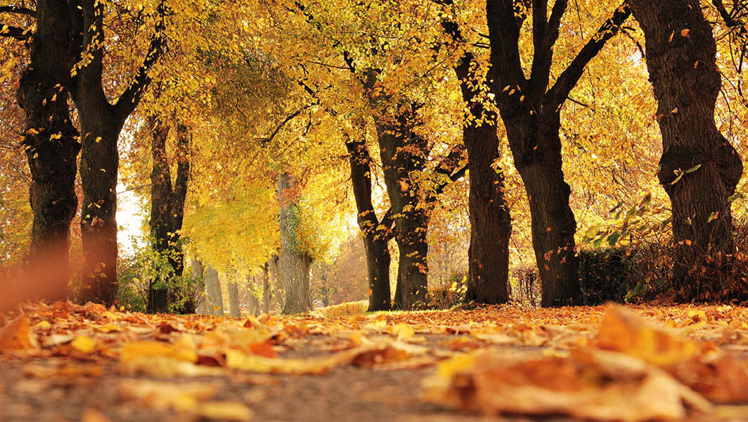 Alberi dai colori autunnali con foglie gialle e arancioni che cadono sul sentiero nel Parco dei Castelli Romani a Genzano di Roma