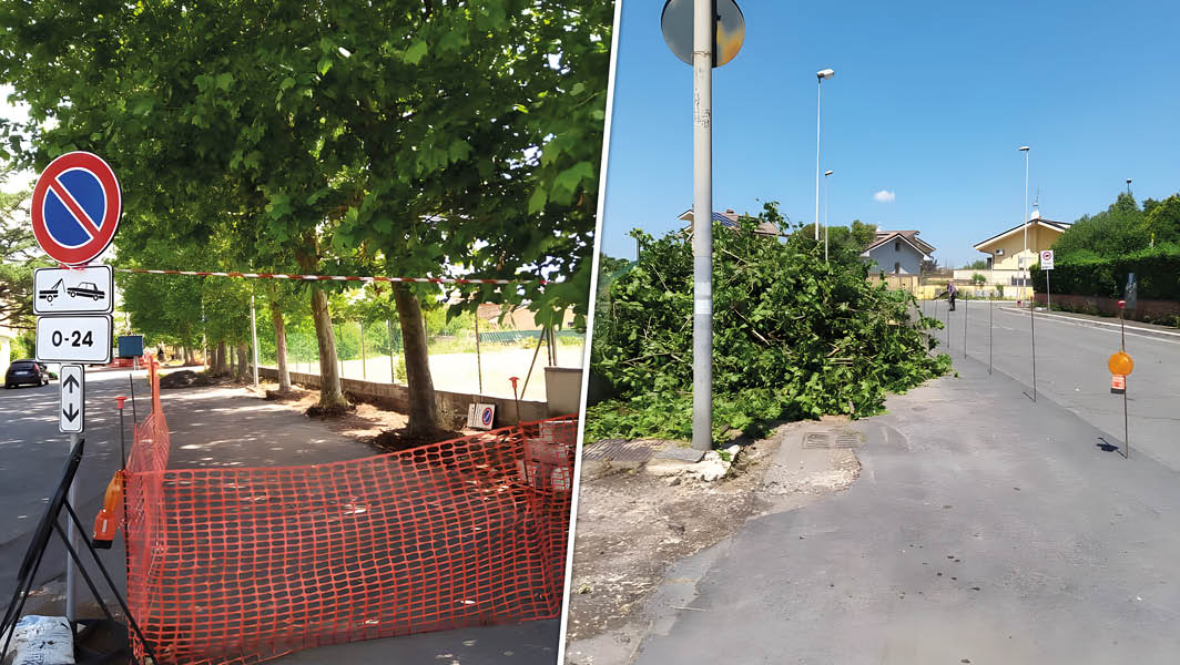 Ciampino, il taglio degli alberi di via Genova denunciato da Diritti in Comune: a sinistra una fila di alberi lungo il marciapiede con recinzioni arancioni e a destra rami tagliati e accatastati su una strada.