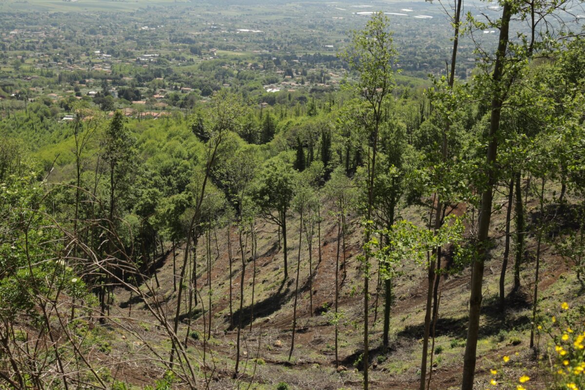 Area boschiva con alberi diradati e segni evidenti di taglio ceduo. Il Comitato per la Protezione dei Boschi dei Colli Albani denuncia questa pratica distruttiva.