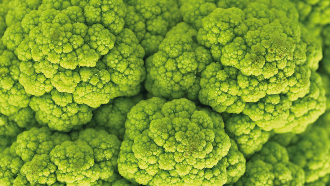 Primo piano di un broccolo capoccione, ortaggio tipico della zona dei Castelli Romani, caratterizzato dalla sua struttura verde e compatta.