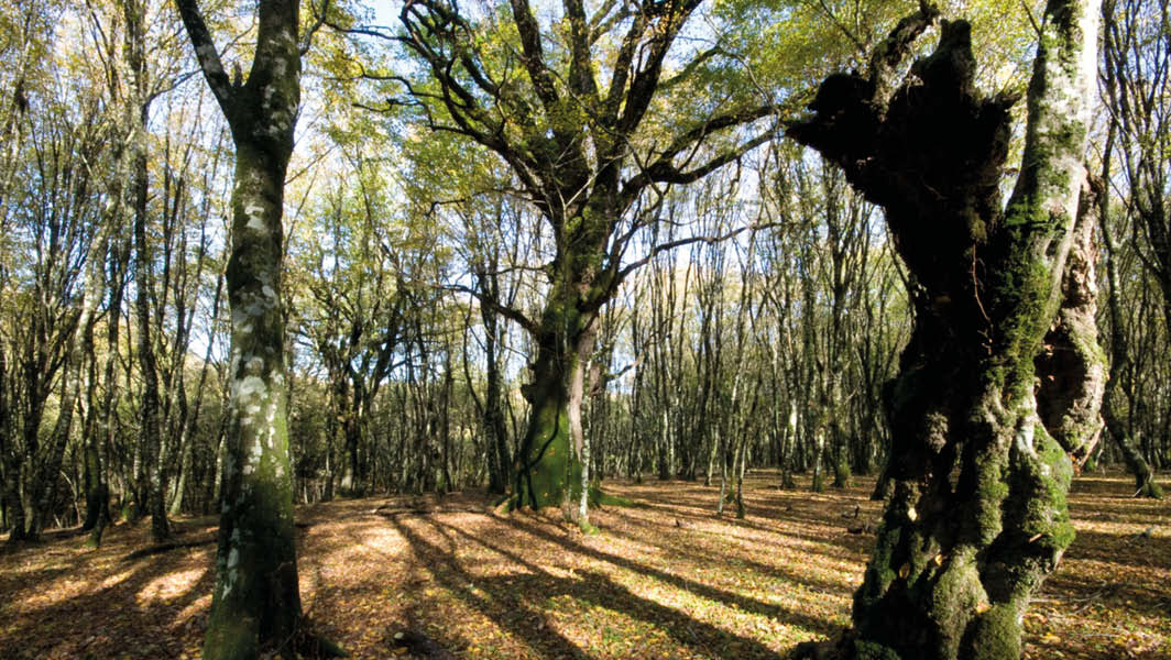 bosco del cerquone