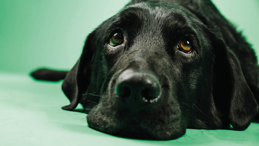 Cane nero dallo sguardo triste a Frascati, simbolo del disagio degli animali durante i botti di Capodanno.